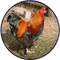 brahma